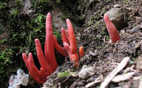 Trichoderma cornu-damae, also known as poison fire coral and fire mushrooms, grows on dead trees, causes severe skin inflammation if touched, and is lethal when ingested.