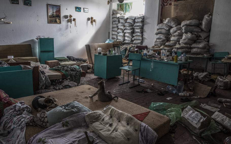 Stray puppies in a school classroom that Russian occupying forces used as a base in the Kherson region of Ukraine on Oct. 6, 2022. 