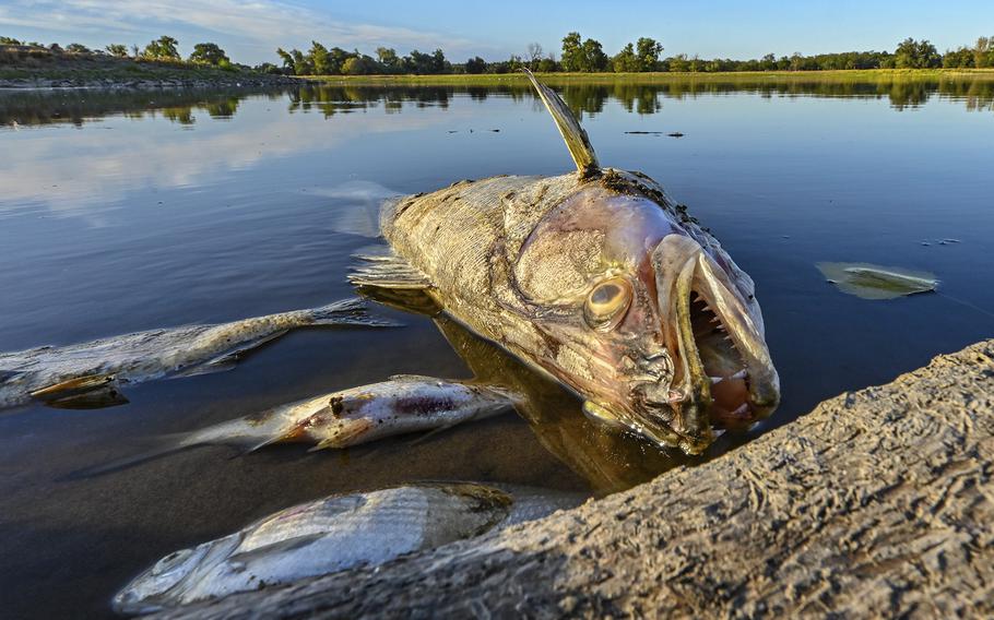 Dead fish float in the shallow waters of the German-Polish border river Oder near Genschmar, eastern Germany, on Friday, Aug. 12, 2022. Huge numbers of dead fish have washed up along the banks of the Oder River between Germany and Poland, sparking warnings of an ecological disaster but no clear answers yet about what the cause could be. 