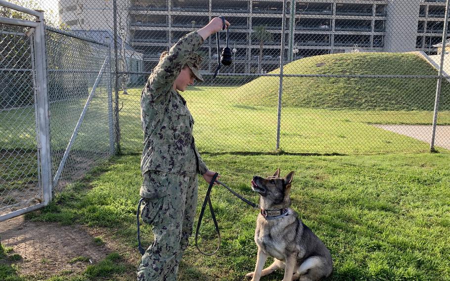 Seaman Emily Willis, a military working dog handler at Naval Support Activity Naples in Italy, gives a chew toy to Toto, an 8-year-old German shepherd, March 31, 2023. Toto’s veterinarian said he wouldn’t have survived had he not received a lifesaving medical evacuation, which was arranged through coordination between the base’s hospital and veterinary clinic.