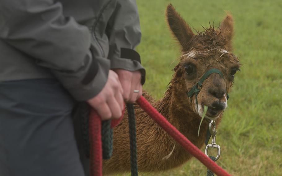 An alpaca is led by a leash.