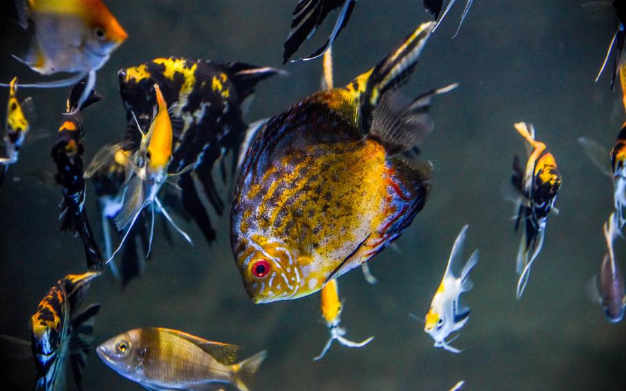 Tropical freshwater species, including angelfish and red-bellied pacu, share space in a densely stocked tank in the Rainforest Habitat at the Marassi Aquarium on Diyar Al Muharraq in Bahrain.