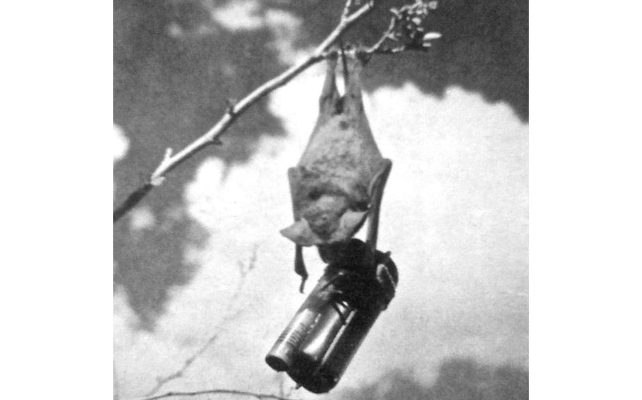Bats from Carlsbad Caverns National Park that were turned into bat bombs almost helped the U.S. Marine Corps in fighting World War II.