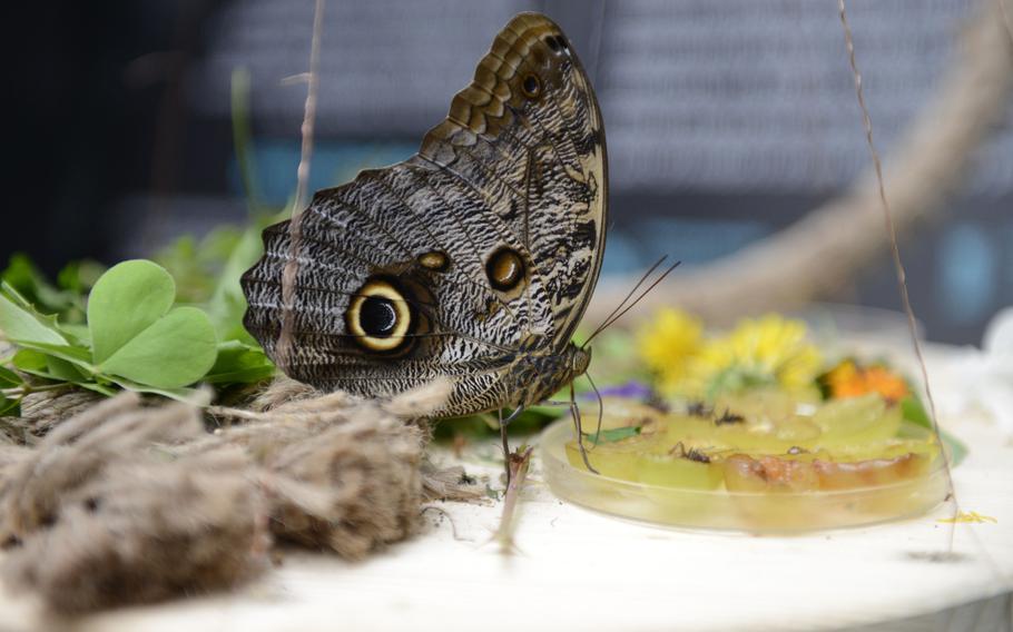 An owl butterfly at the House of the Butterflies in Bordano, Italy, sucks out some fruit nectar.