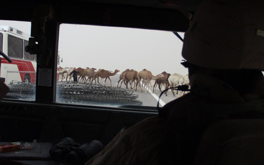 Camels are seen through the window of a vehicle.