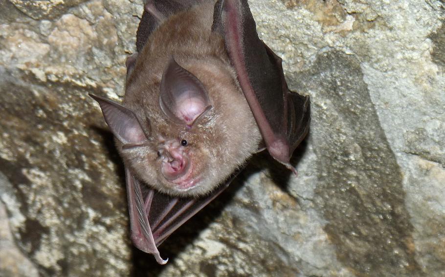 The 7th Army Training Command rehabilitated St. Agid Bergheim Church's apse as a bat sanctuary. The apse provides additional roosting habitat for the brown and gray long-eared bat, the pygmy bat, the pug bat and the greater horseshoe bat. Part of the project focused on saving the only reproducing population of greater horseshoe bats in Germany.