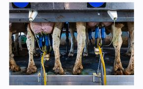 Cows being milked Wednesday at Mystic Valley Dairy in Dane County, Wis. MUST CREDIT: Matthew Ludak for The Washington Post