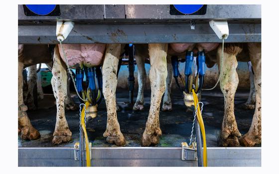 Cows being milked Wednesday at Mystic Valley Dairy in Dane County, Wis. MUST CREDIT: Matthew Ludak for The Washington Post