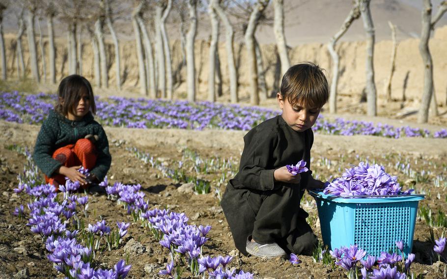 Children harvest saffron flowers from a field in their village in a rural district of Herat province in Afghanistan. 