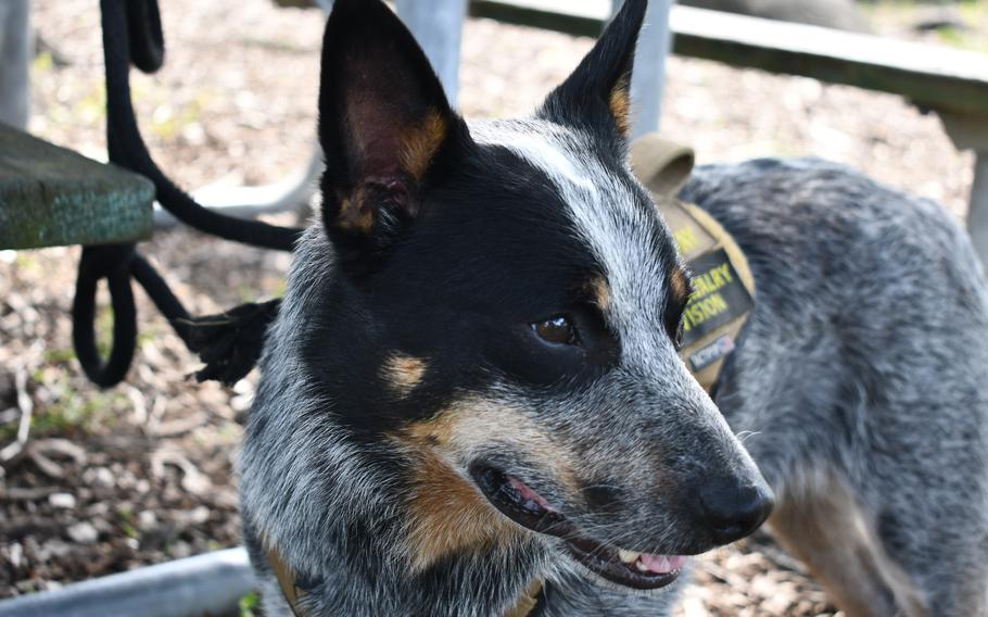 A blue heeler dog