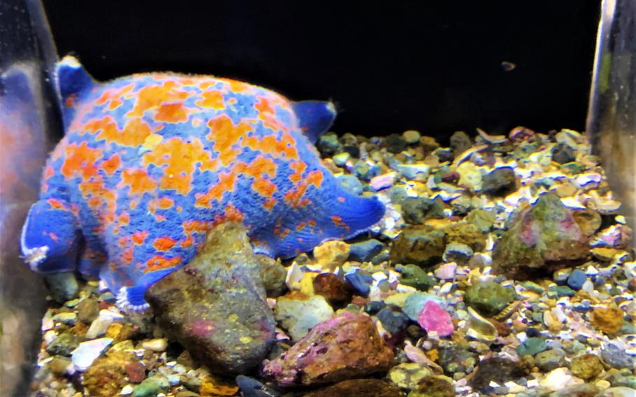 A starfish rests in its tank at Shimoda Under Aquarium on the southern coast of Japan’s Izu Peninsula, May 29, 2023.