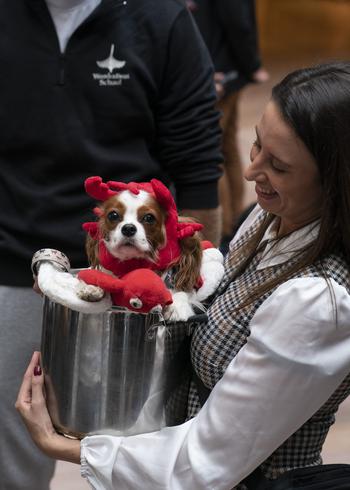 A Cavalier King Charles spaniel gets his claws out. 
