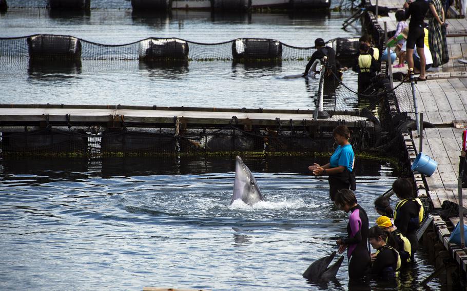 Watch, touch or swim with your favorite marine mammals at Dolphin Farm Shimanami in Ehime prefecture, Japan.