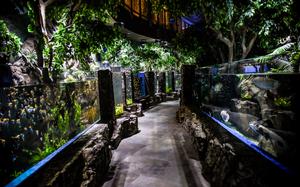 The entrance to the Rainforest Habitat, one of three immersive zones at the Marassi Aquarium, features dense greenery and freshwater tanks. This section houses large, prehistoric fish species and leads to the deeper Ocean Trench habitat.