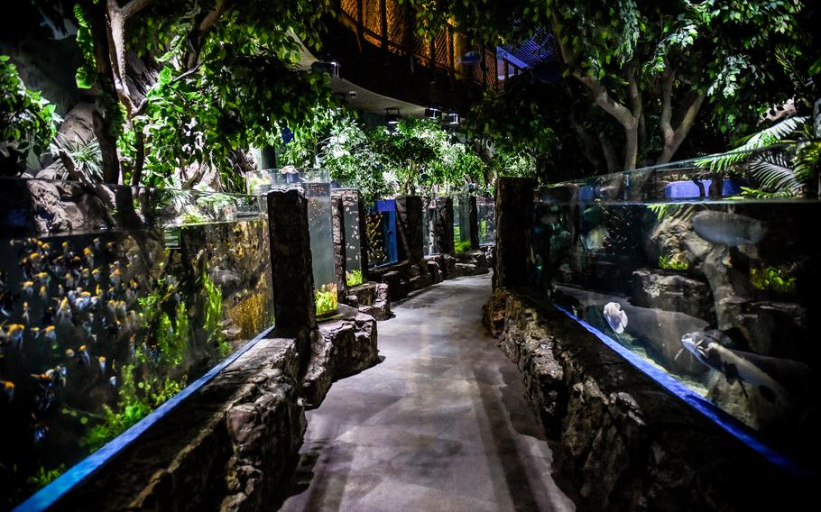 The entrance to the Rainforest Habitat, one of three immersive zones at the Marassi Aquarium, features dense greenery and freshwater tanks. This section houses large, prehistoric fish species and leads to the deeper Ocean Trench habitat.