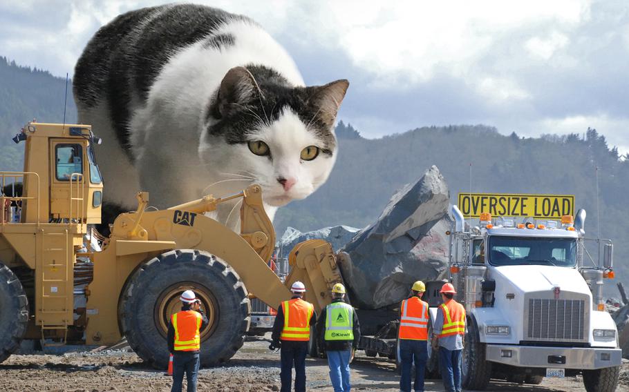 A gigantic cat looms over construction equipment in a calendar created by the Portland, Ore., branch of the Army Corps of Engineers. The cat calendar the agency introduced last year is joined by a separate dog calendar for 2024.