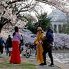 Visitors near the cherry blossom trees in full bloom at the Tidal Basin on March 19 in Washington. Spring is here and with it various pollen allergies, “spring fever,” sleep issues and the possible exacerbation of arthritis symptoms. 