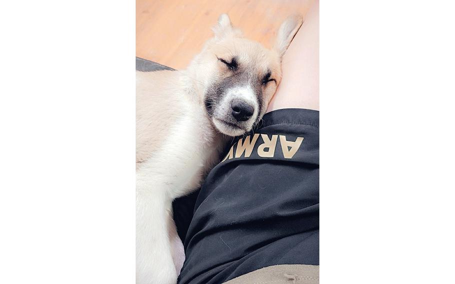 Abu sleeps against the leg of the U.S. soldier who adopted her while deployed to Jordan. A rule announced June 14, 2021 by the Centers for Disease Control and Prevention will ban soldiers from bringing dogs into the U.S. from 113 countries at high risk for rabies, including Jordan.