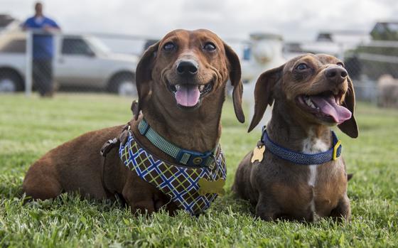 Two happy dogs rest in the grass.