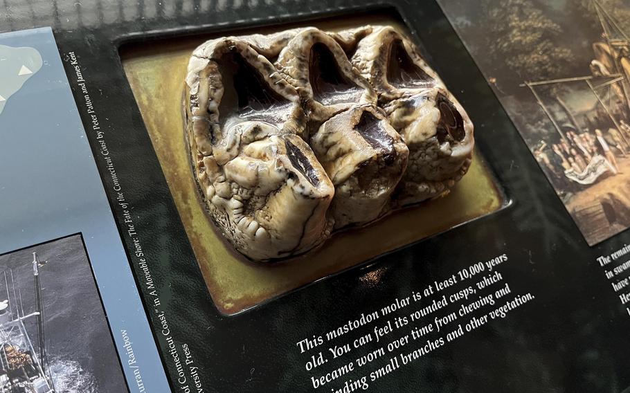 A plaque on a wall shows a model of a preserved set of mastodon molars.
