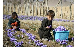 Guzura district, Afghanistan, November 13, 2018: Miriam Gul, 4, and her brother Mustafa, 3, harvest saffron flowers from a field in their village in a rural district of Herat province in Afghanistan. META TAGS: Afghanistan, Operation Freedom Sentinel, Afghan, agriculture, saffron, Herat, War on Terror