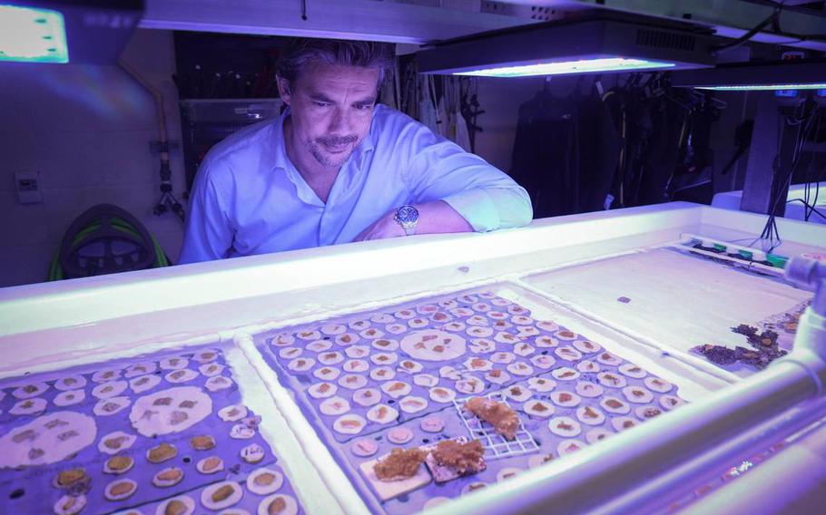 University of Miami marine biology and ecology professor Andrew Baker gazes at a crop of baby corals in a wet lab at the UM Rosenstiel School of Marine, Atmospheric, and Earth Science complex at Virginia Key on Thursday, Dec. 15, 2022. Baker is working on a military-funded research project to develop hybrid reefs composed of natural, living corals growing on a man-made structure that’s engineered to slow down waves.