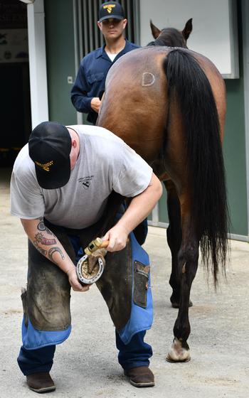 Troopers with the 1st Calvalry Division change horseshoes on Lefty the horse.