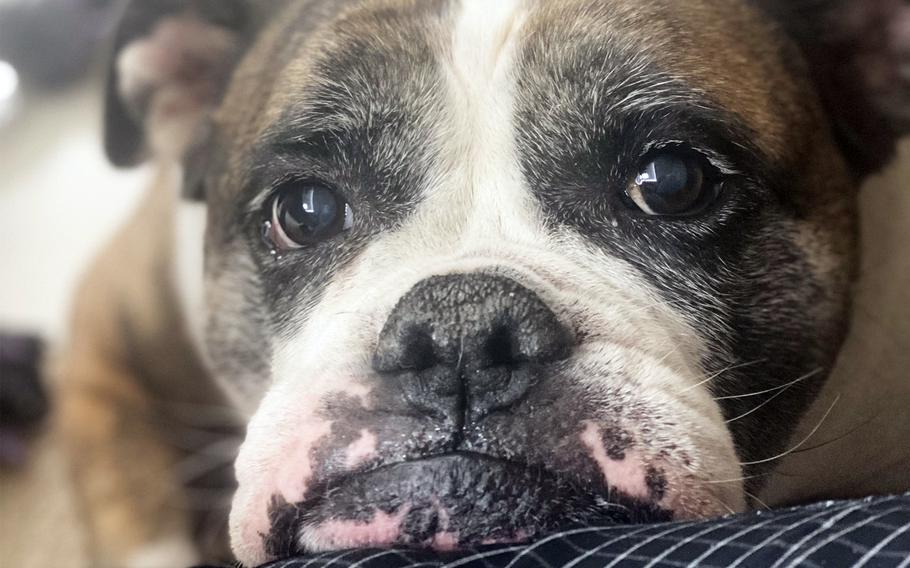 Winter, an 11-year-old Old English bulldog, died of heatstroke on a Patriot Express flight between Misawa Air Base, Japan, and Seattle. 
