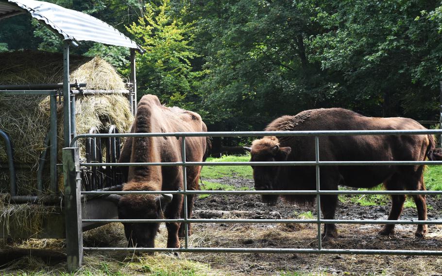  Bison graze at the Tier- und Pflanzenpark Fasanerie in Wiesbaden, Germany, on Sept.1, 2021