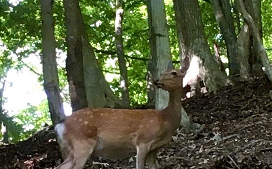 A doe appears in the forest on the flanks of Mount Hinokiboramaru in the Tanzawa range of western Kanagawa prefecture, Japan.