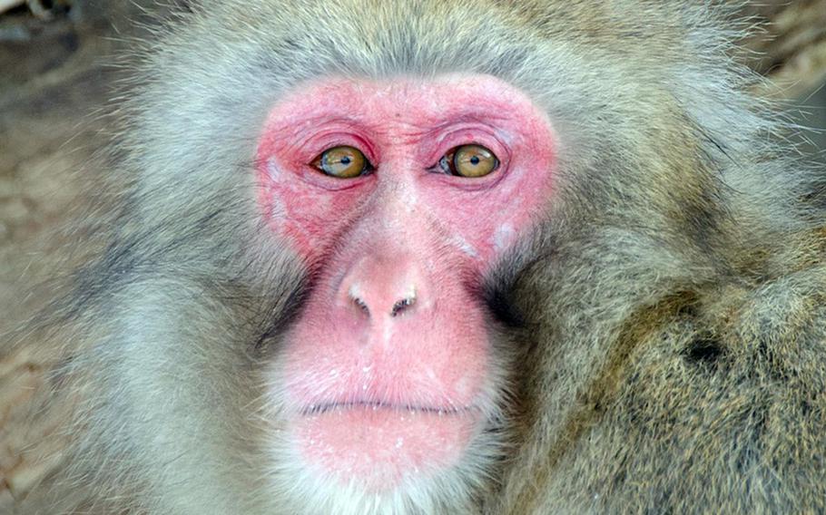 An up-close image of a Japanese macaque shows its pink face..