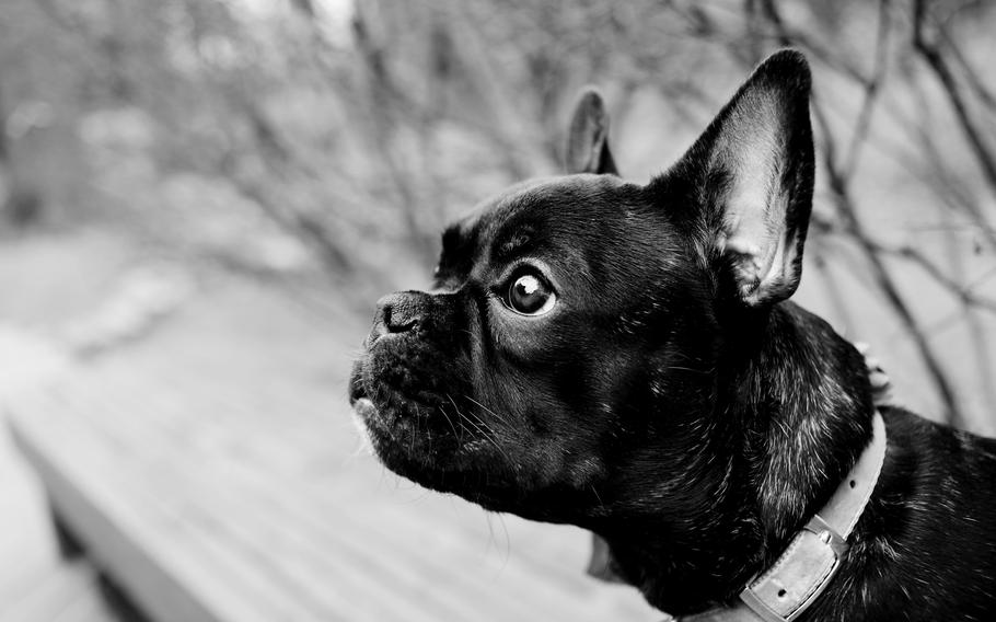 French bulldogs, like this one in an undated photo, are at a higher health risk during flights, according to the Air Force Air Mobility Command.