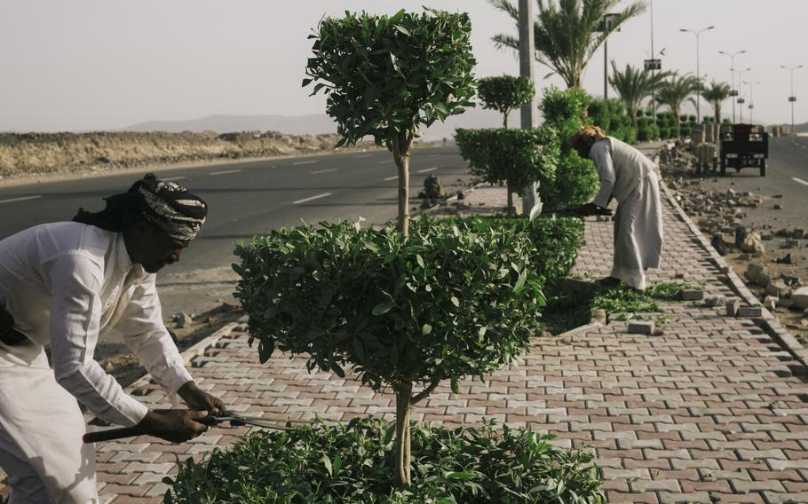 Workers groom trees in whimsical shapes on the side of a road in Marib, Yemen. 