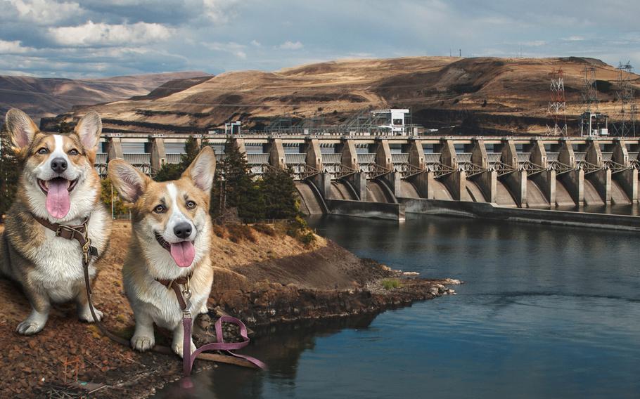 The pets chosen for the 2024 cat and dog calendars came from a pool of 750 photos sent in by employees of the Portland, Ore., branch of the Army Corps of Engineers.