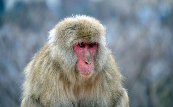Japanese macaques are common throughout most of Japan, and inhabit forested mountain slopes right down to the fringes of Tokyo.