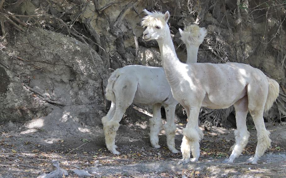 Alpacas forage at the Parco Zoo Punta Verde in Lignano Sabbiadoro, Italy, on Aug. 17, 2021. Originally native to South America, alpacas are often confused with llamas but are considerably smaller. They are appreciated for their fleece.