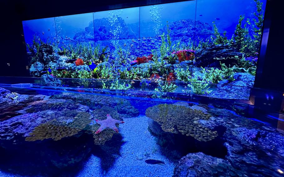 The starfish pond at the Marassi Aquarium introduces visitors to tidepool ecosystems, highlighting the role of sea stars in marine biodiversity. Informational screens nearby explain their anatomy, feeding behavior and regenerative abilities.