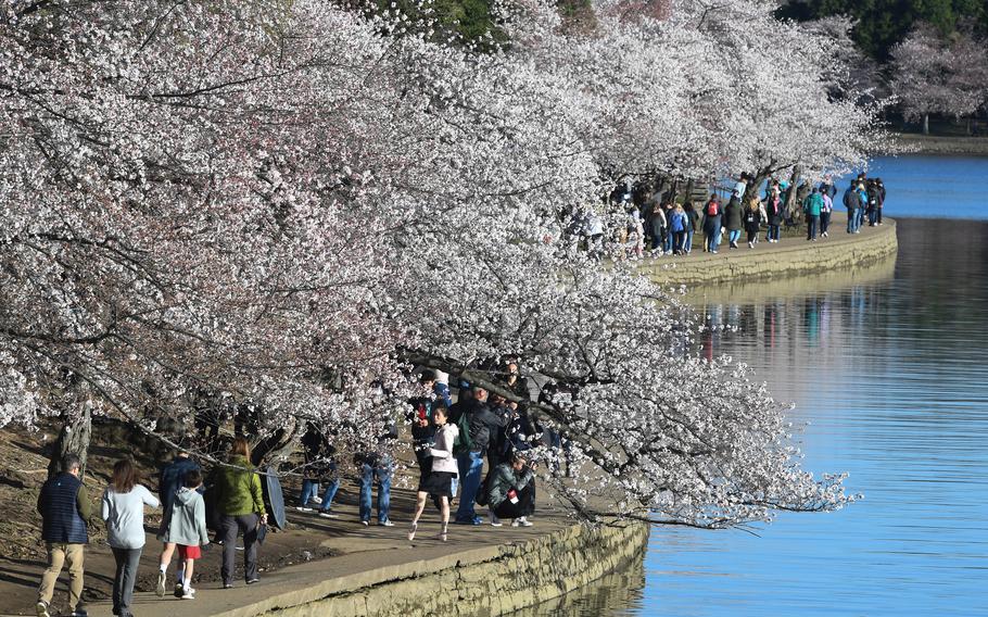 People gather along the Tidal Basin to view blooming cherry blossoms on Monday in Washington. 