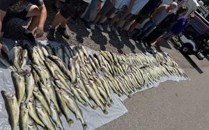 Fish is spread out on the ground. 
