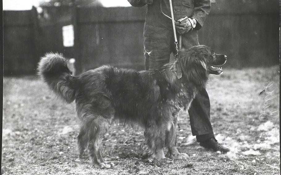 Sable, one of the dogs on Ernest Shackleton’s Imperial Trans-Antarctic Expedition, at Spratts Bedlington Kennels, UK, July 1914. 