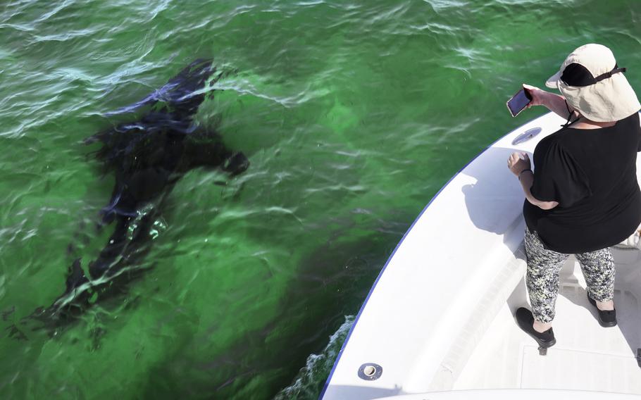 Mindi Moran, of Portland, Maine, watches a great white shark swims past while on shark watch with Dragonfly Sportfishing charters Aug. 17 off the Massachusetts’ coast of Cape Cod. Cape Cod is slowly embracing its shark reputation, three summers after the popular vacation destination saw its first great white shark attacks in generations. A growing group of charter boat operators are offering shark tours to complement the region’s whale and seal watching excursions. 