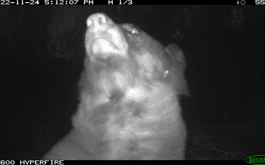 A bear in Boulder discovered a wildlife ranger’s camera trap in November 2022. 