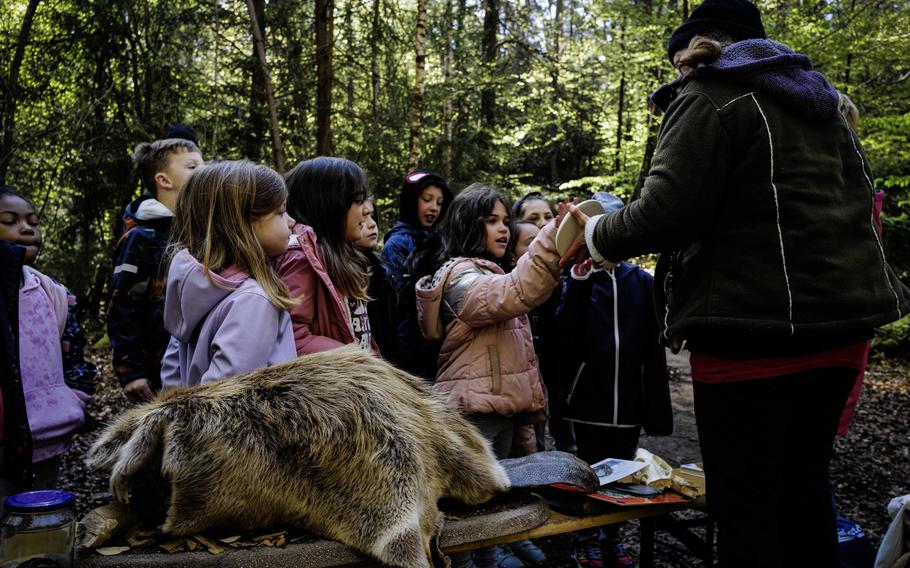 Stefanie Venske, an educators with the Rheinland-Pfalz Beaver Center, introduces Ramstein Elementary School Students to beaver footprints and physiology at Ramstein Air Base, April 23, 2024. Regional creeks  support a recovering population of European Beavers, which can weigh up to 66 pounds.