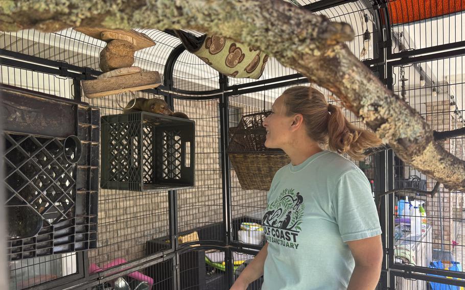 A woman inspects a kinkajou at a sanctuary.