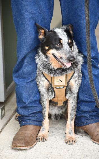 A blue heeler sits between the legs of his handler
