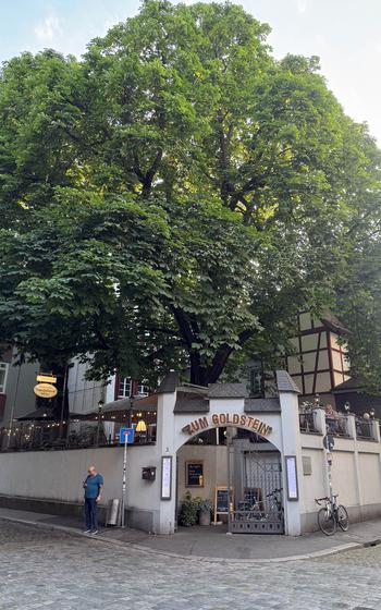 Two giant chestnut trees tower over Zum Goldstein restaurant in Mainz.