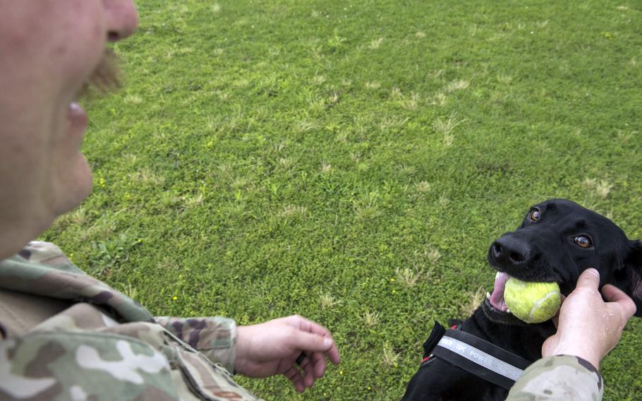 Air Force Staff Sgt. David Ferro works with Splash, one of the 374th Security Forces Squadron's newest military working dogs, at Yokota Air Base, Japan, June 25, 2021.