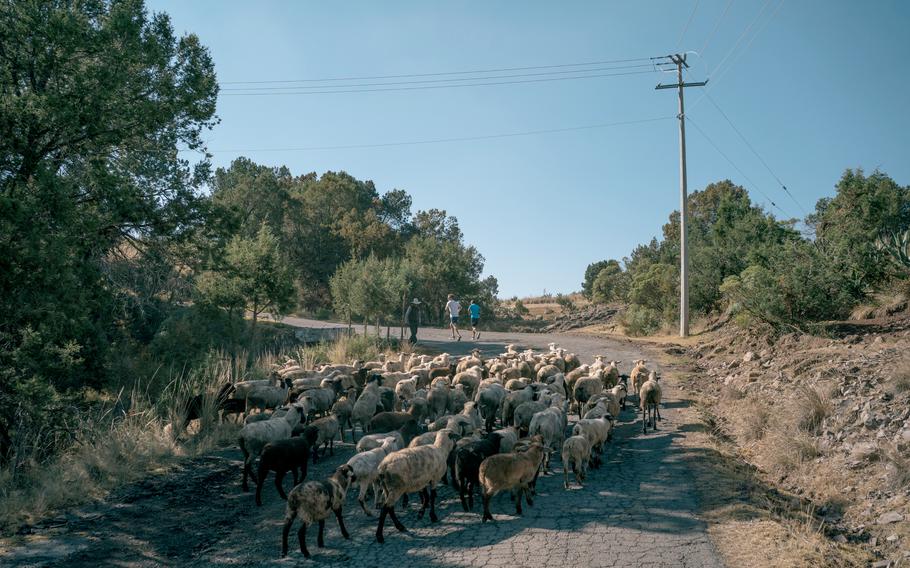 Washington Post reporter Kevin Sieff, left, and German Silva run uphill while a flock of sheep cross the road. 