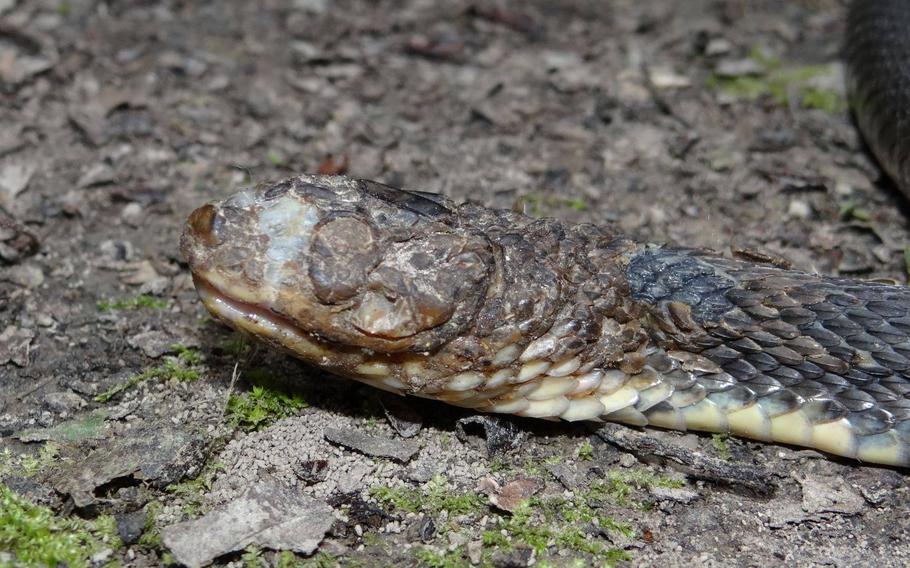 A growing number of snakes are taking on horrific facial deformities, due to a skin disease — called snake fungal disease (SFD) — wildlife experts don’t fully understand.