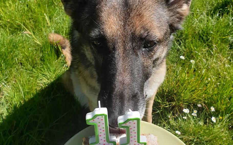 Military working dog Bora eyes a cake on her 11th birthday, April 15, 2020. Bora was medically retired that year and adopted by her handler at Spangdahlem Air Base in Germany, Staff Sgt. Adrienne Dunham.